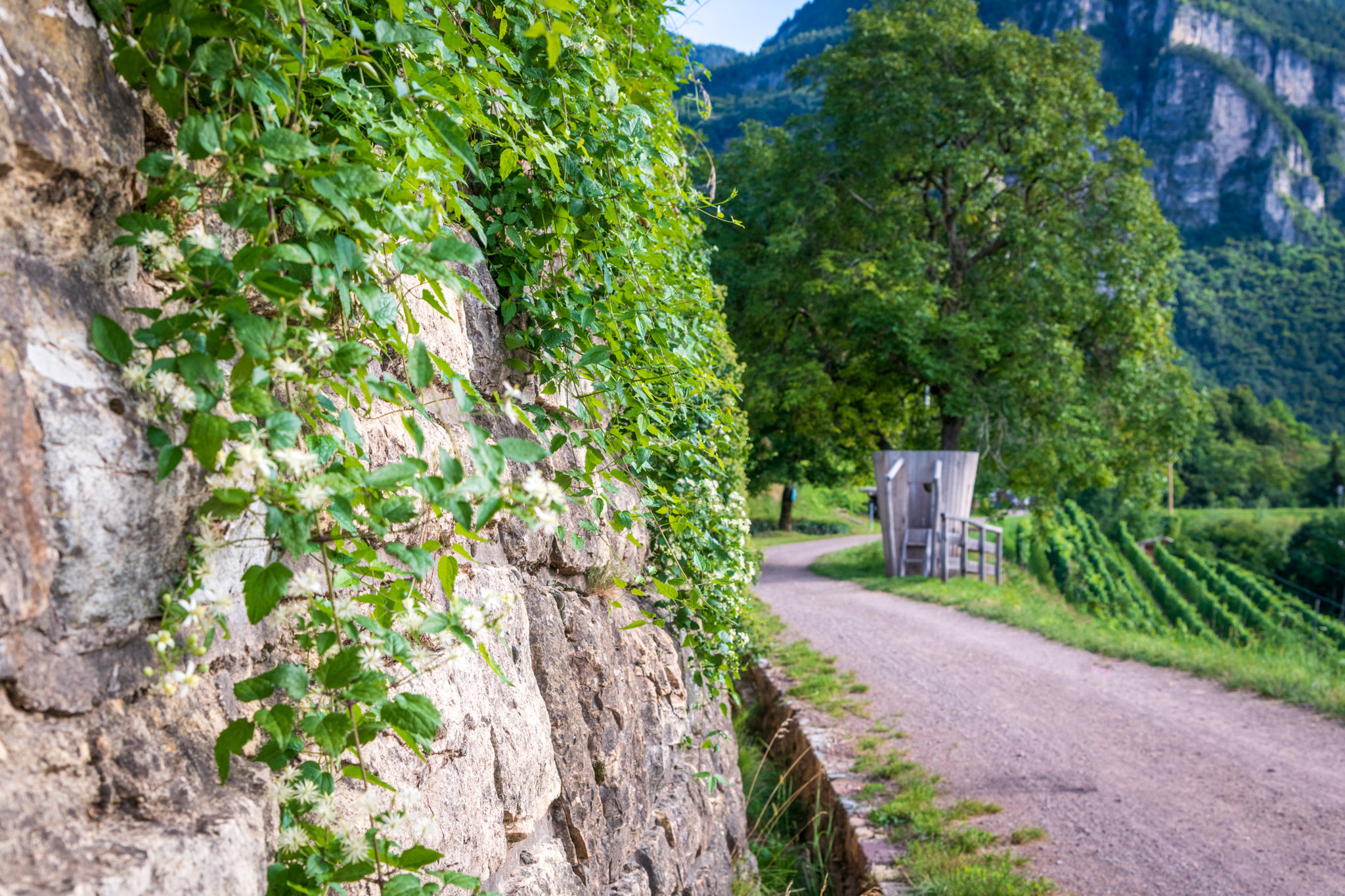 Sentiero del Pinot Nero
